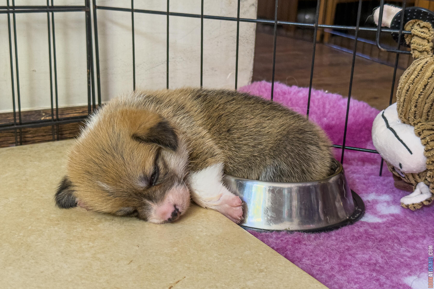 Корги Уна - неделя 4