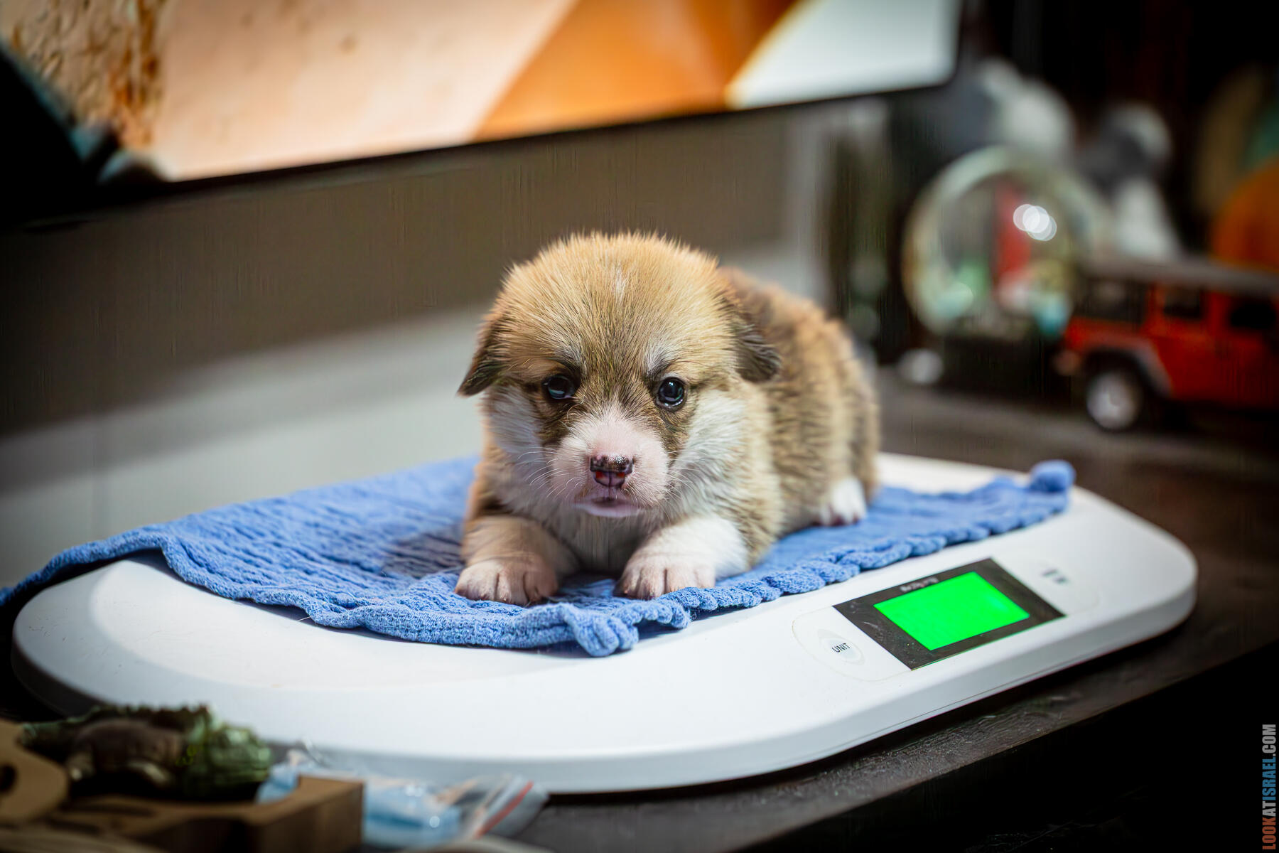 Корги Уна - неделя 4