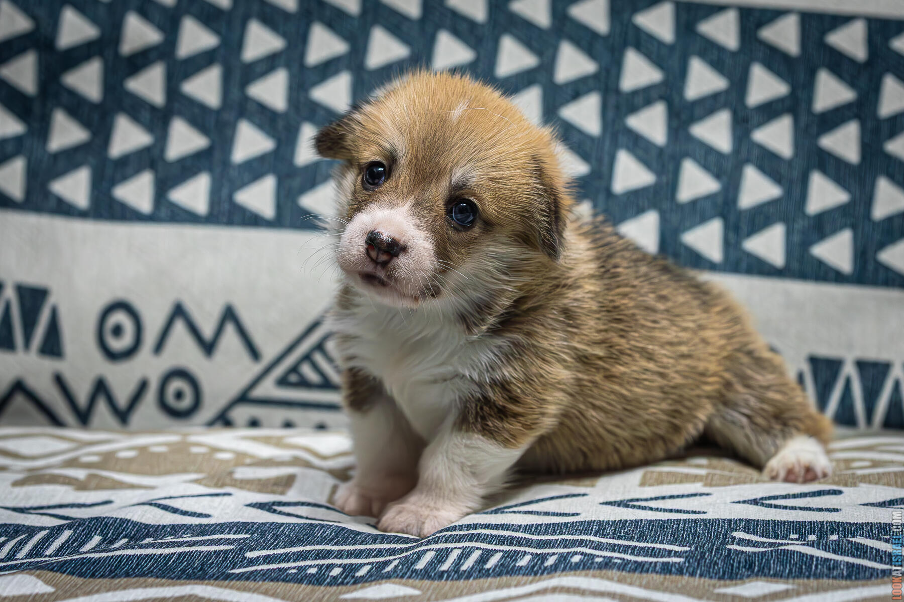 Корги Уна - неделя 4