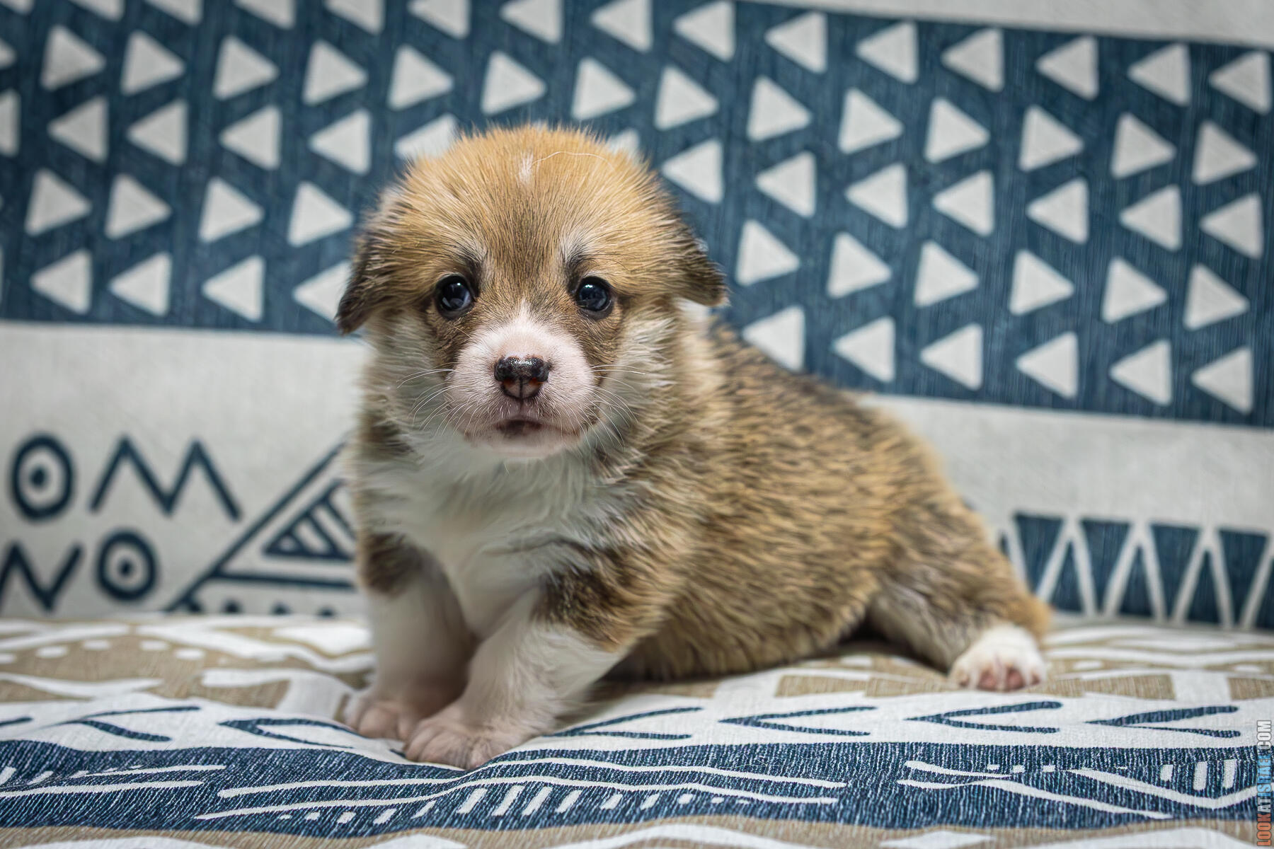 Sababa Shire Lonely Lady Trinity - Уна - корги пемброк - Неделя 4