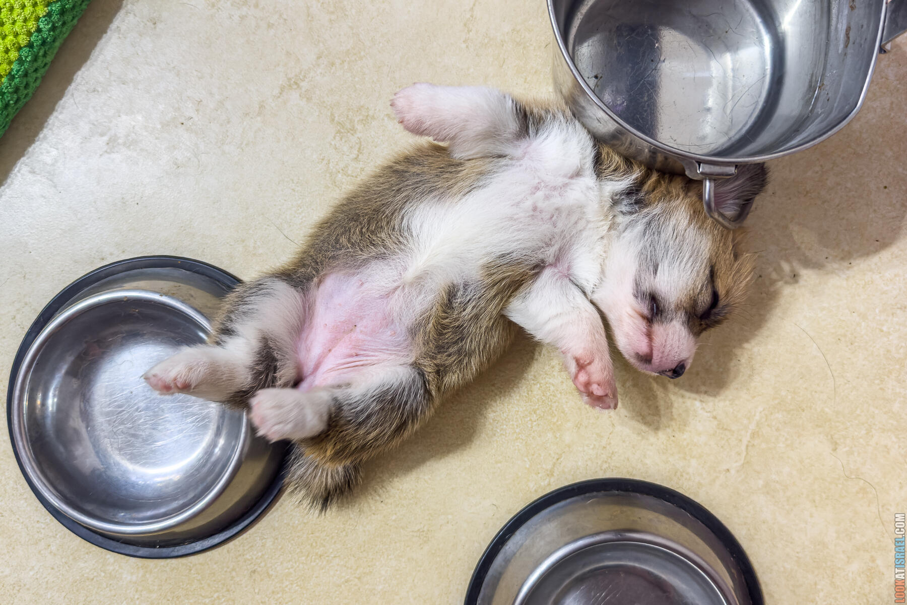 Корги Уна - второй месяц жизни (Holy Paws Awesome Lady Una)