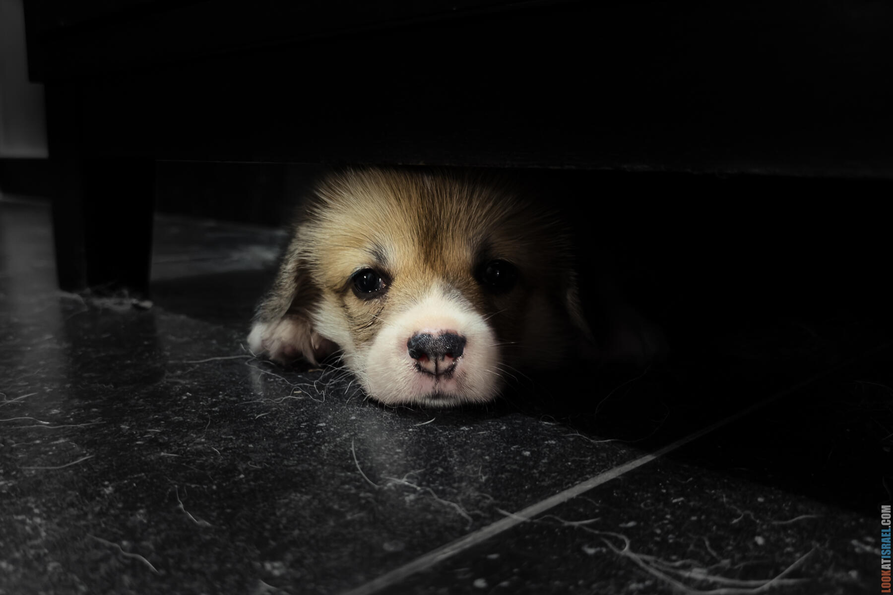 Корги Уна - второй месяц жизни (Holy Paws Awesome Lady Una)