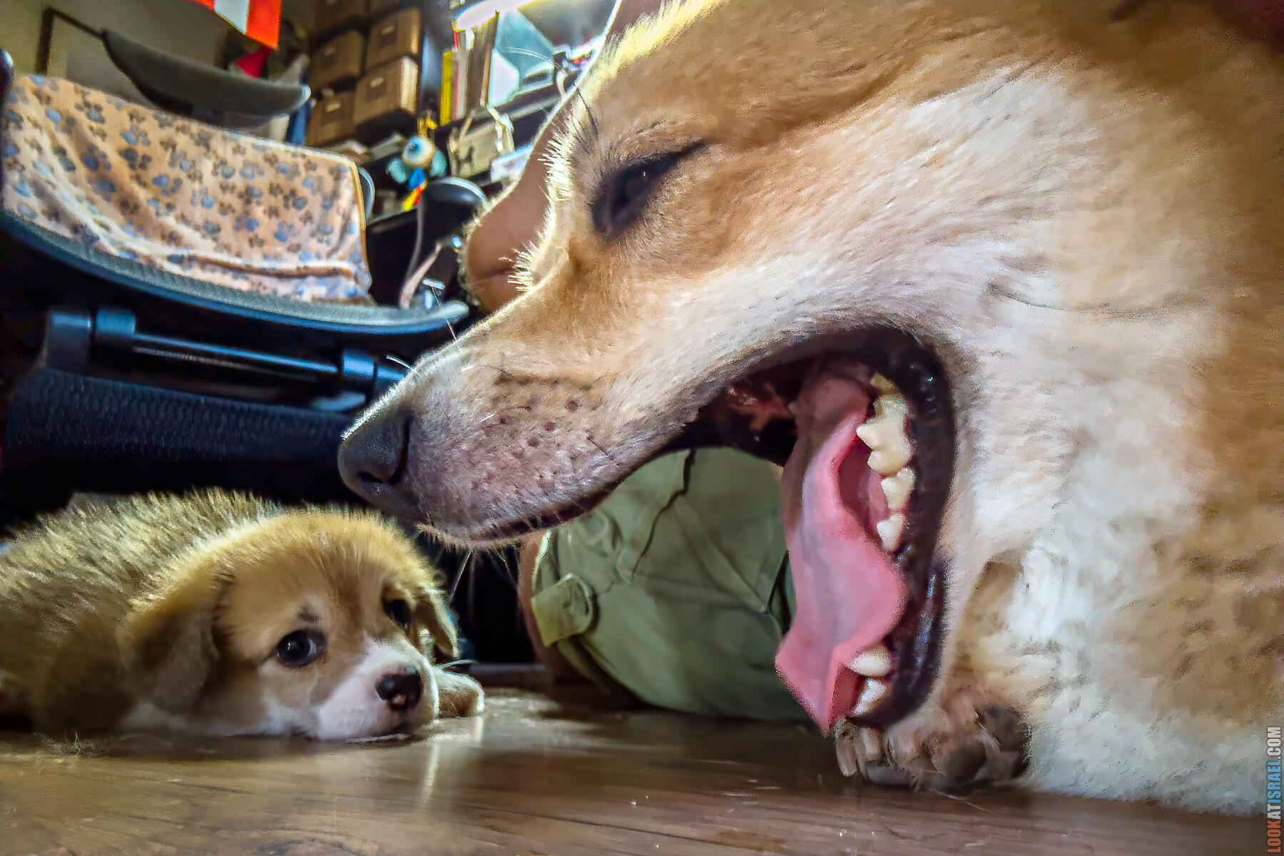 Корги Уна - второй месяц жизни (Holy Paws Awesome Lady Una)