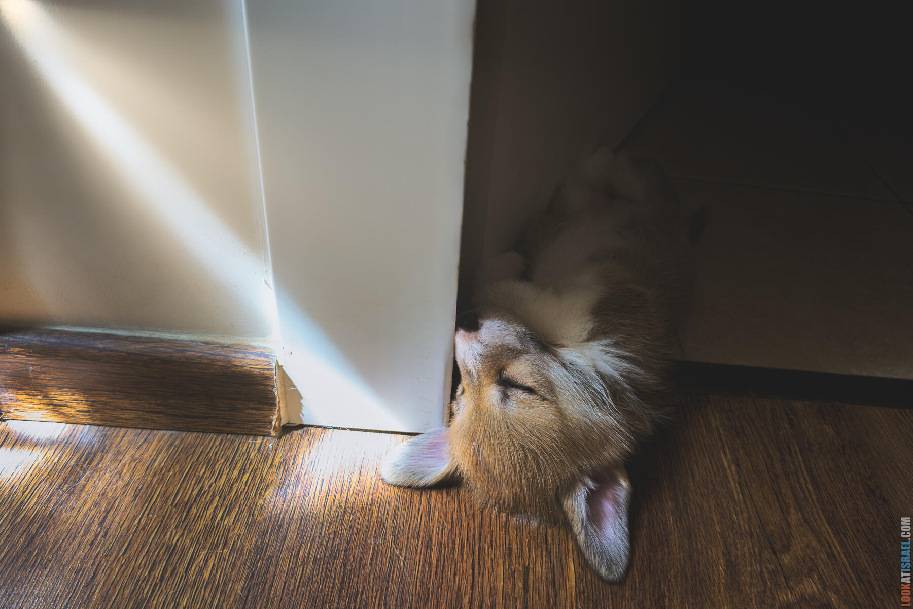 Корги Уна - второй месяц жизни (Holy Paws Awesome Lady Una)