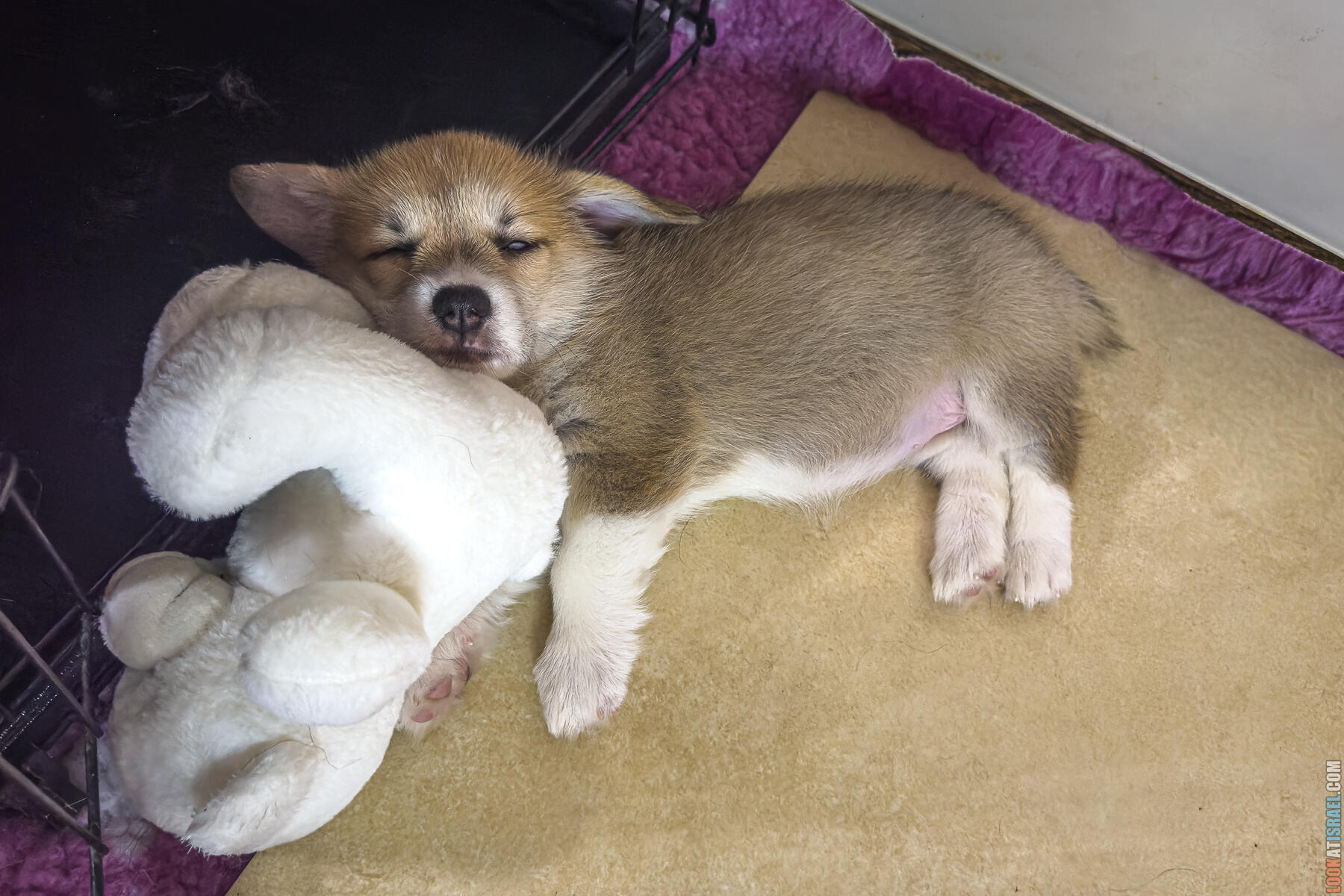 Корги Уна - второй месяц жизни (Holy Paws Awesome Lady Una)