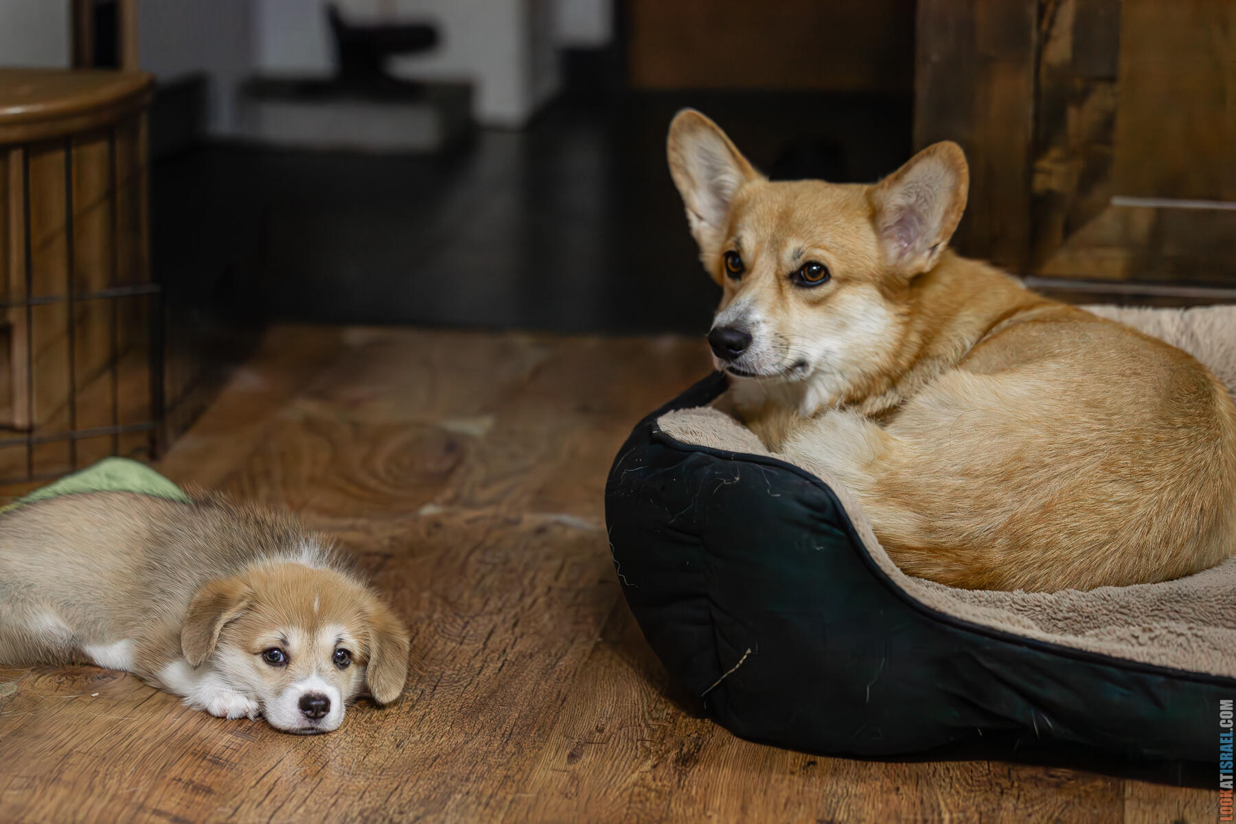 Корги Уна - второй месяц жизни (Holy Paws Awesome Lady Una)