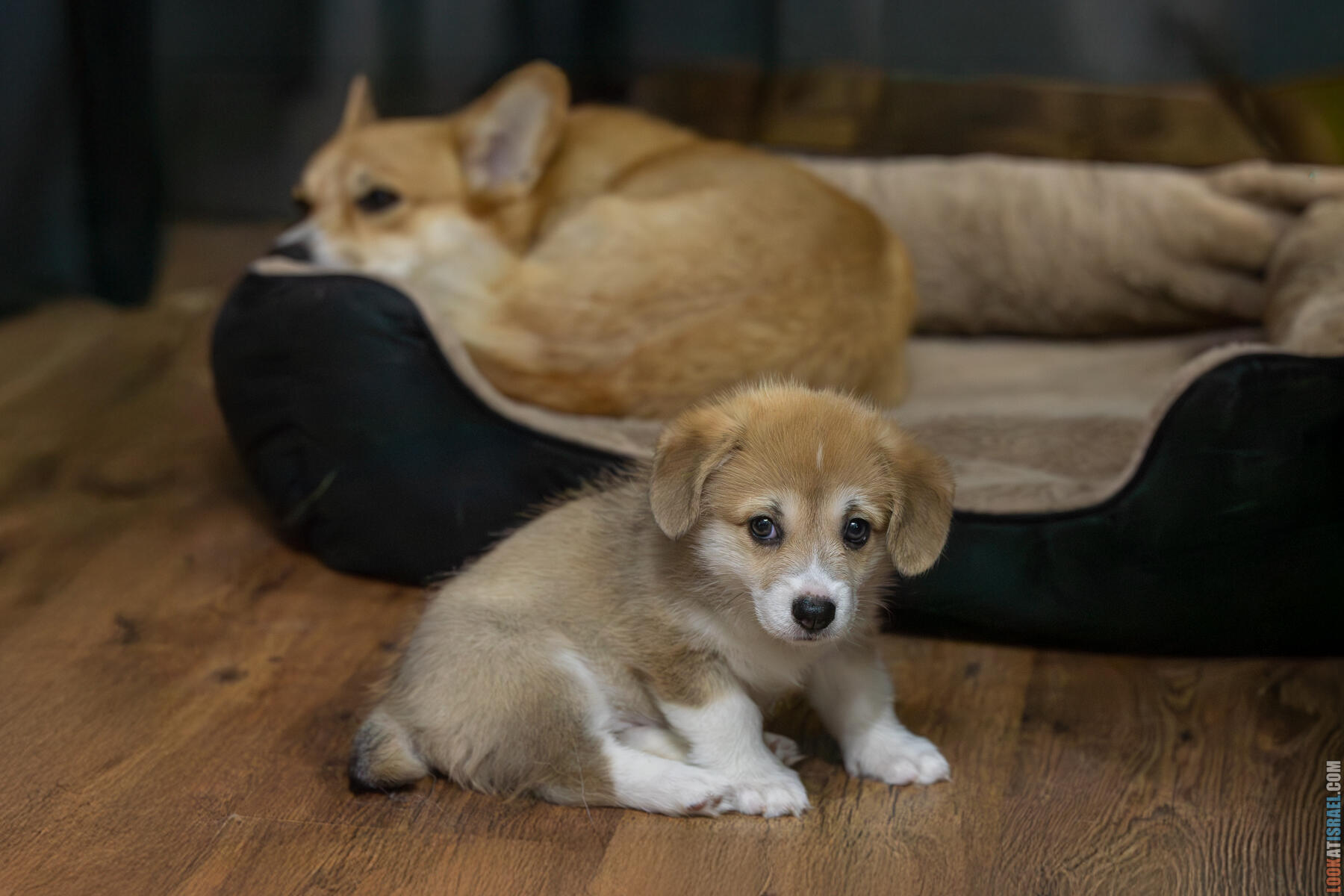 Корги Уна - второй месяц жизни (Holy Paws Awesome Lady Una)