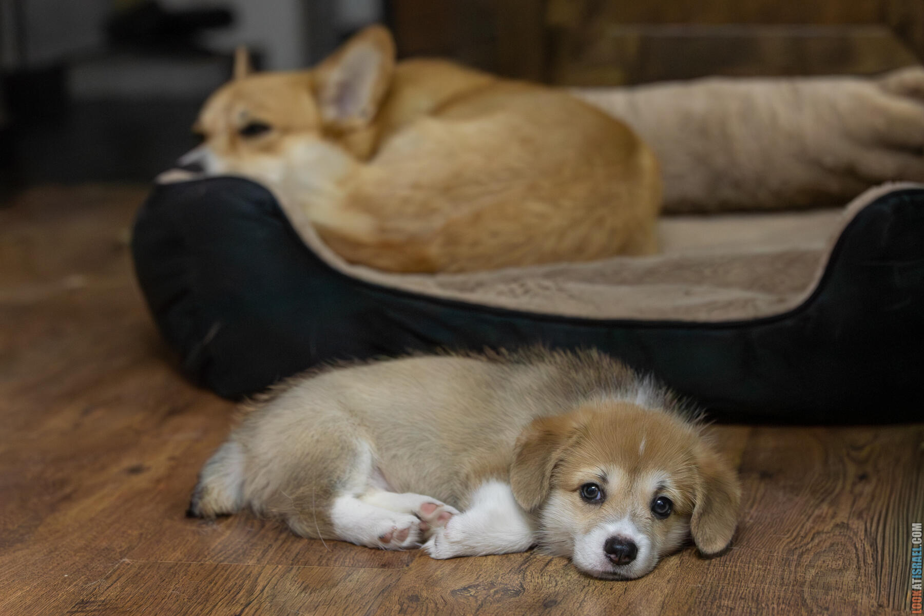 Корги Уна - второй месяц жизни (Holy Paws Awesome Lady Una)