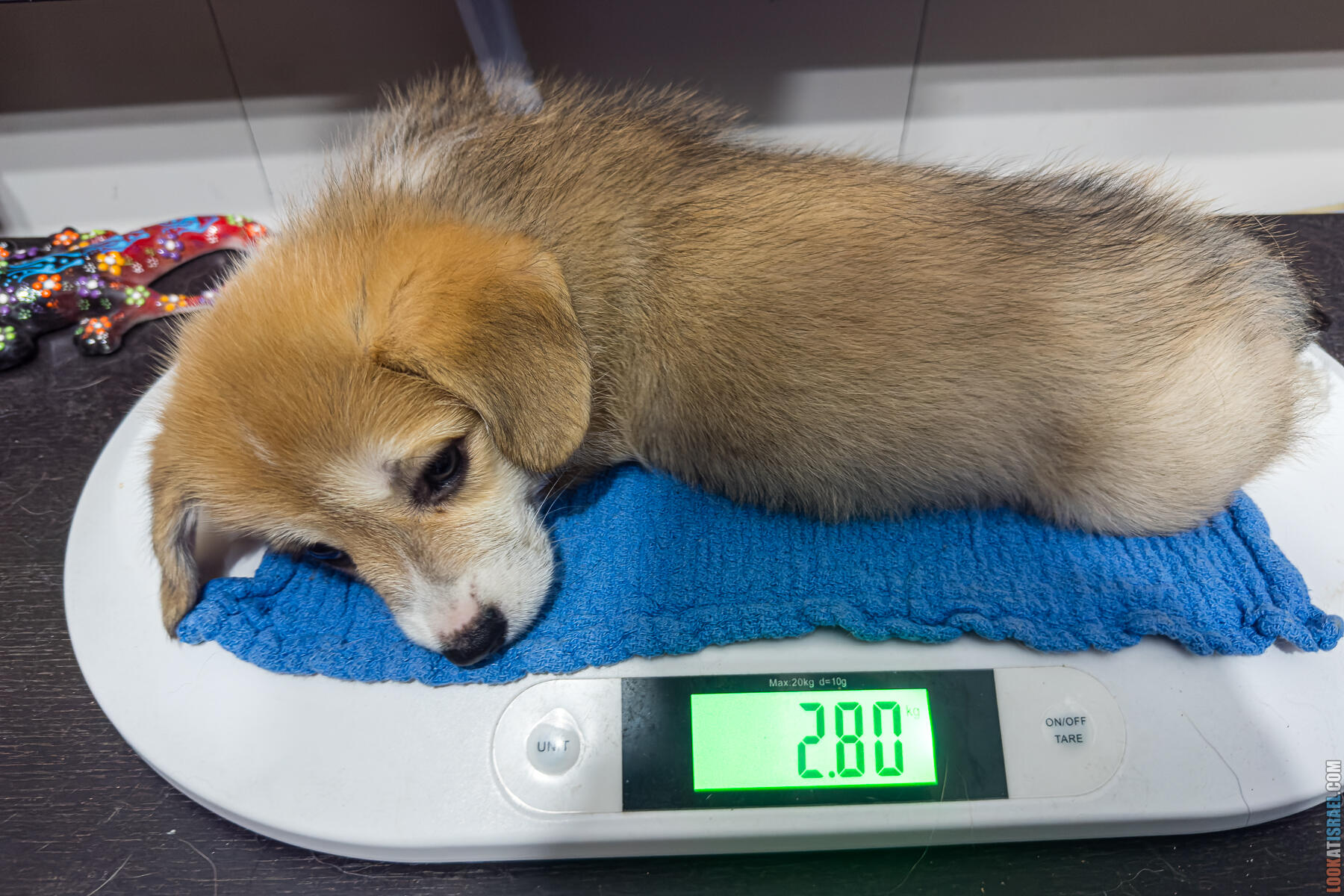 Корги Уна - второй месяц жизни (Holy Paws Awesome Lady Una)