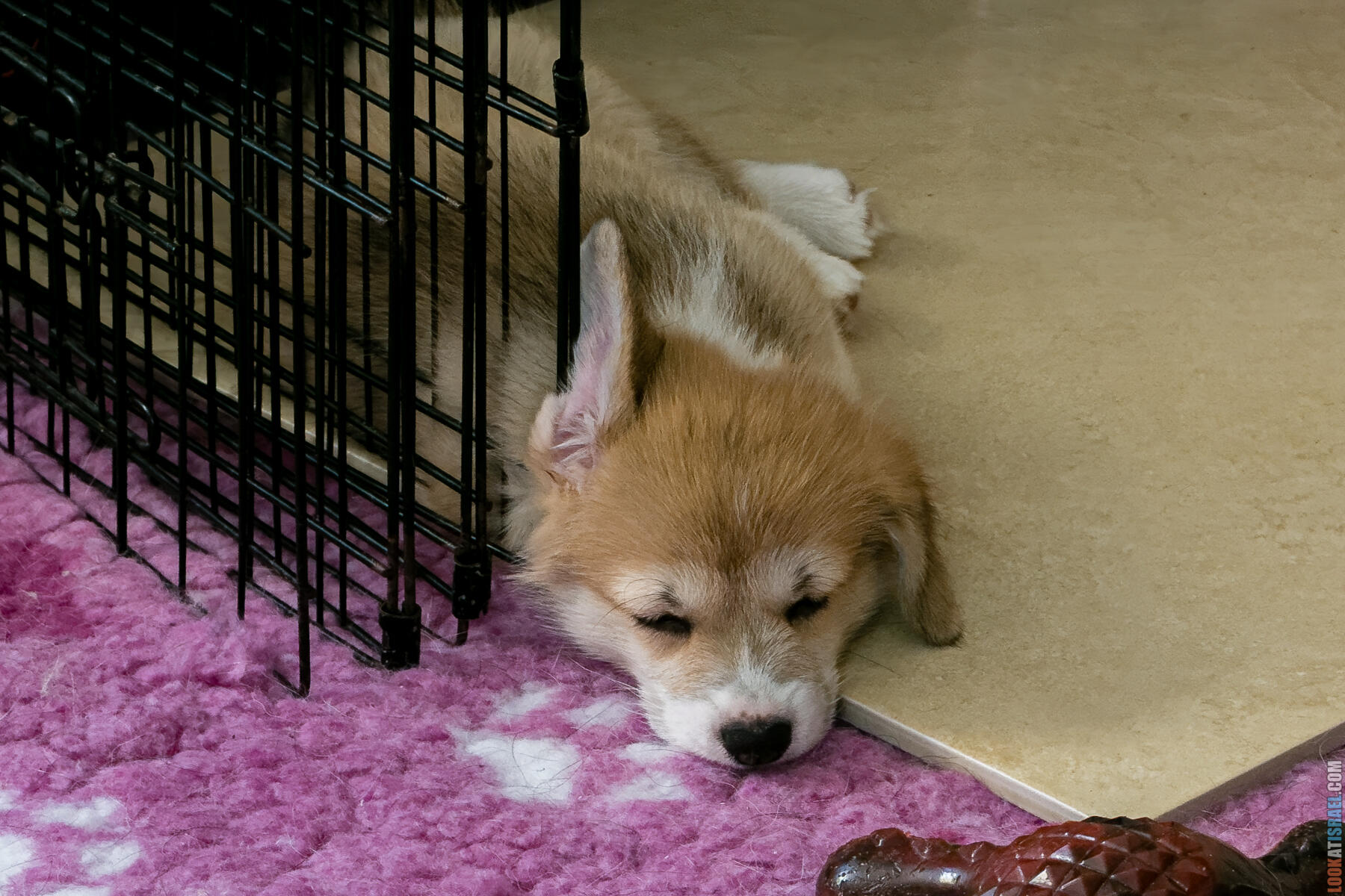 Корги Уна - второй месяц жизни (Holy Paws Awesome Lady Una)