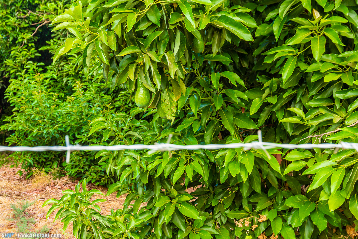 Израильская тропа, участок 1 Дан - Кфар Гилади| Israel National Trail | שביל ישראל, קטע 1 דן - כפר גלעדי | shvil.LookAtIsrael.com - Фото путешествия по Израилю