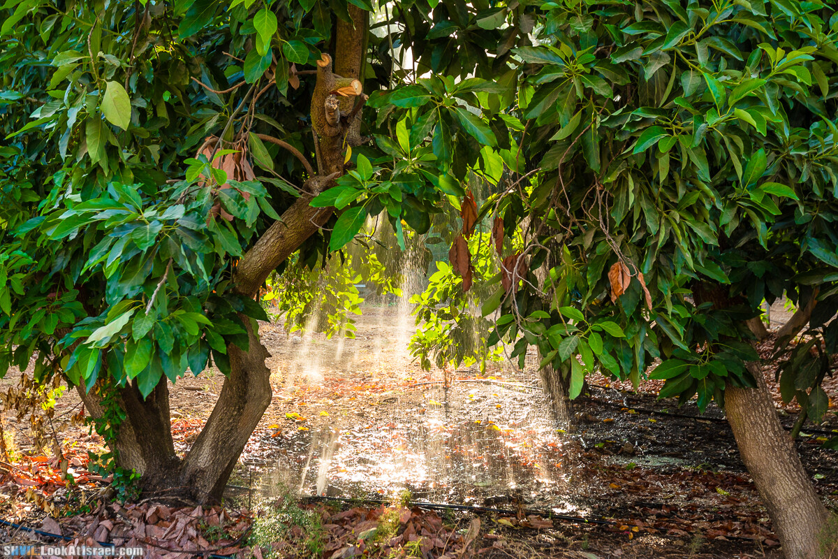 Израильская тропа, участок 1 Дан - Кфар Гилади| Israel National Trail | שביל ישראל, קטע 1 דן - כפר גלעדי | shvil.LookAtIsrael.com - Фото путешествия по Израилю