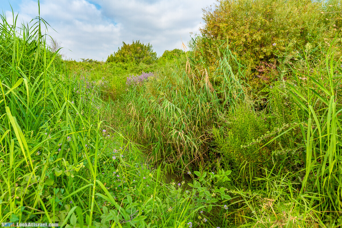 Израильская тропа, участок 1 Дан - Кфар Гилади| Israel National Trail | שביל ישראל, קטע 1 דן - כפר גלעדי | shvil.LookAtIsrael.com - Фото путешествия по Израилю