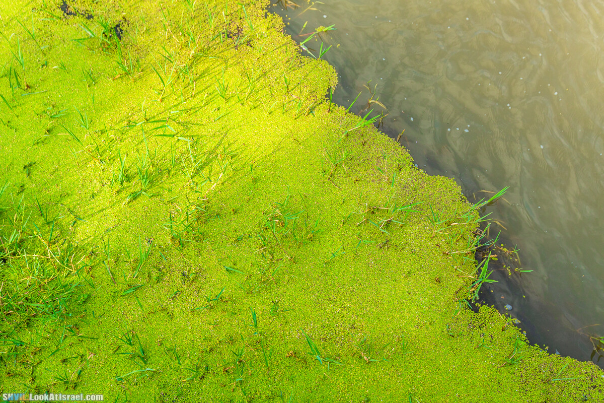 Израильская тропа, участок 1 Дан - Кфар Гилади| Israel National Trail | שביל ישראל, קטע 1 דן - כפר גלעדי | shvil.LookAtIsrael.com - Фото путешествия по Израилю