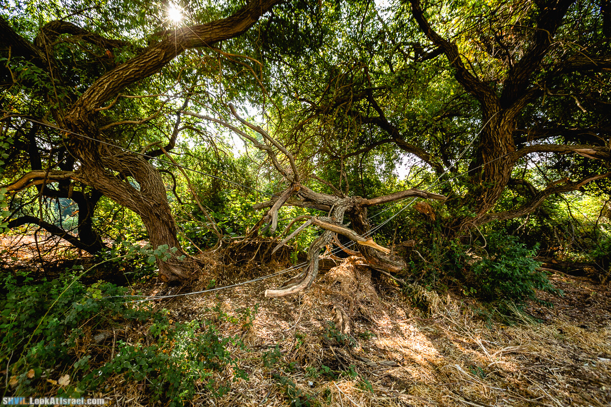 Израильская тропа, участок 1 Дан - Кфар Гилади| Israel National Trail | שביל ישראל, קטע 1 דן - כפר גלעדי | shvil.LookAtIsrael.com - Фото путешествия по Израилю