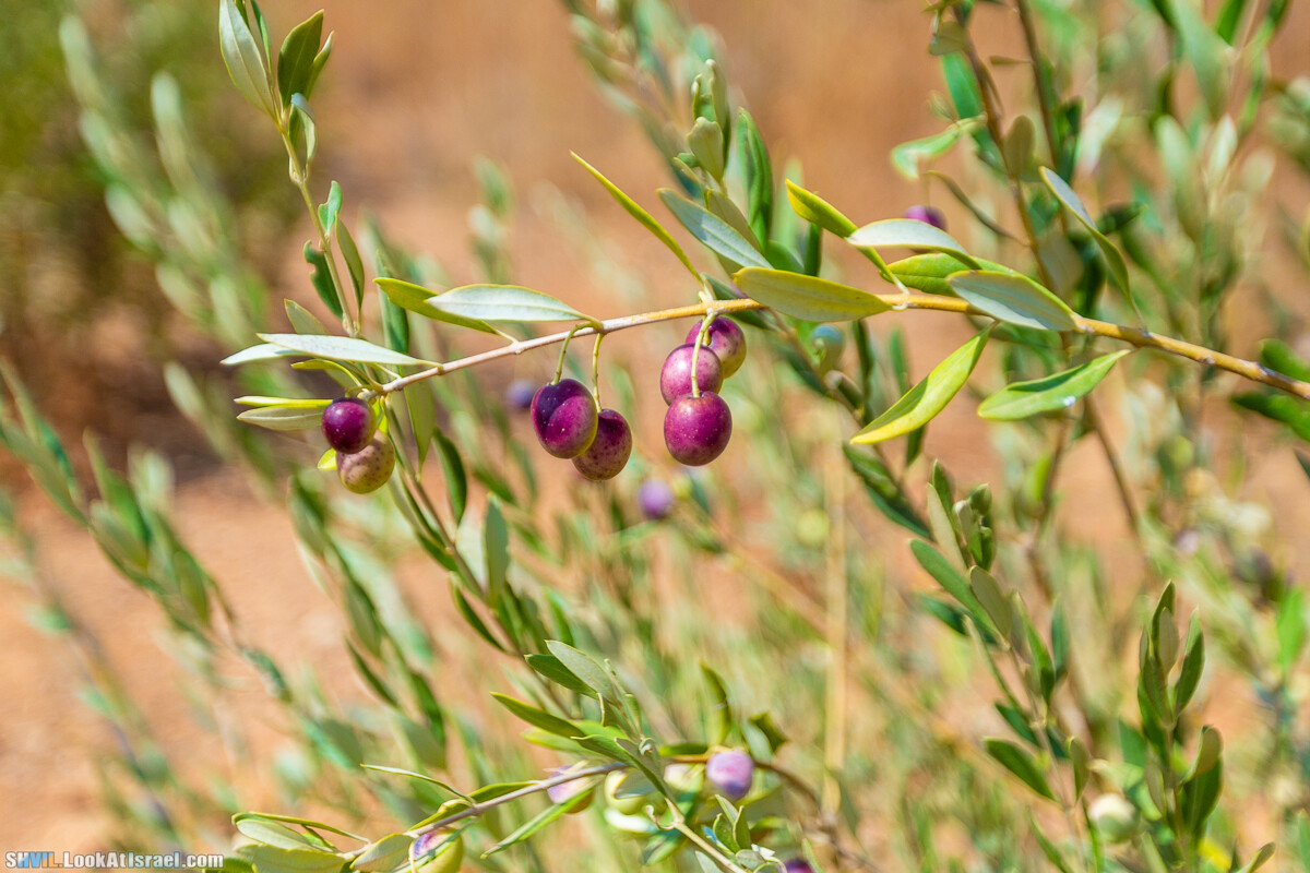 Израильская тропа, участок 1 Дан - Кфар Гилади| Israel National Trail | שביל ישראל, קטע 1 דן - כפר גלעדי | shvil.LookAtIsrael.com - Фото путешествия по Израилю