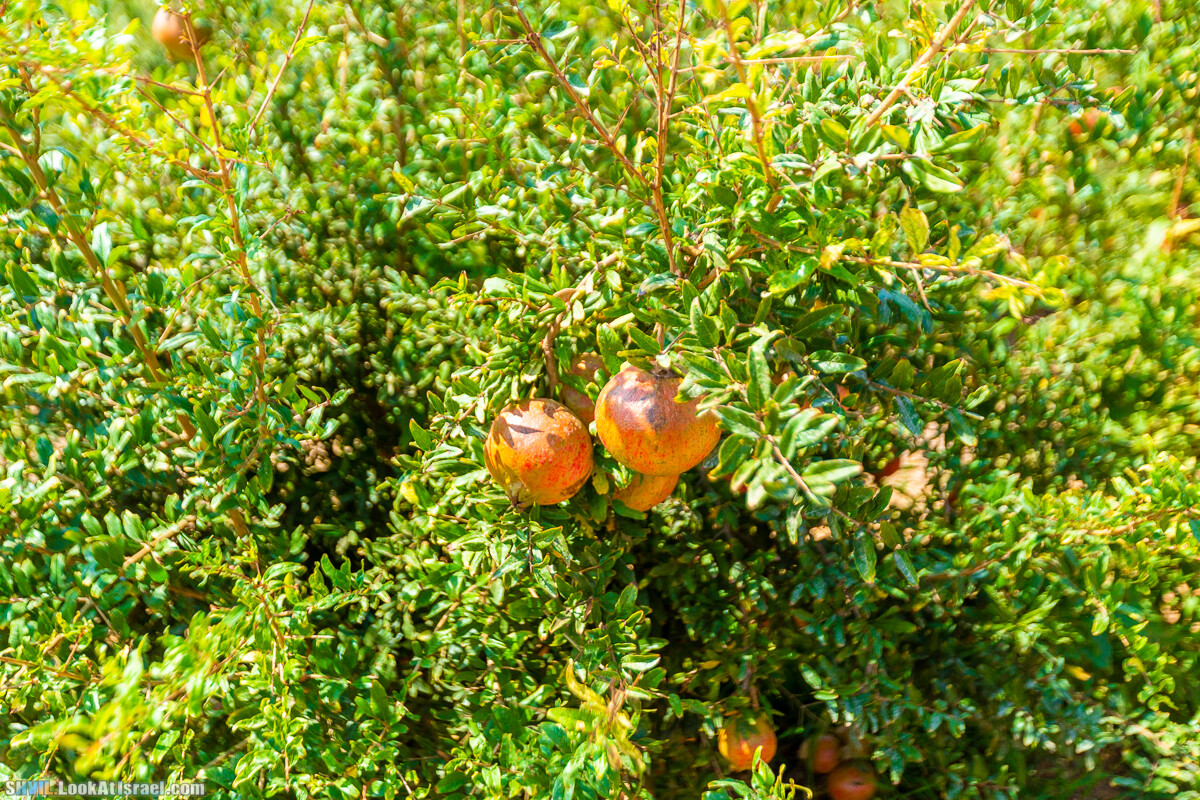 Израильская тропа, участок 1 Дан - Кфар Гилади| Israel National Trail | שביל ישראל, קטע 1 דן - כפר גלעדי | shvil.LookAtIsrael.com - Фото путешествия по Израилю