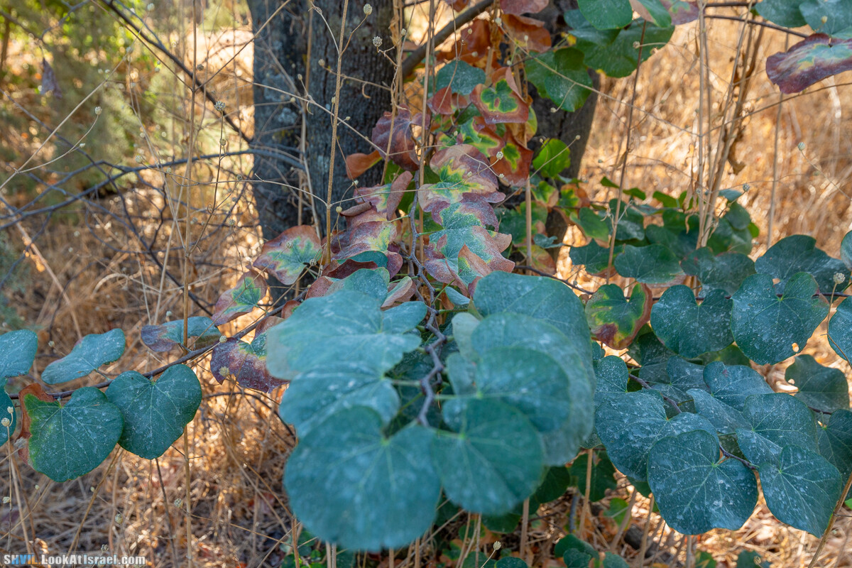 Израильская тропа, участок 2-1 Кфар Гилади - Накикей Ифтах| Israel National Trail | שביל ישראל, קטע 2-1 כפר גלעדי - נקיקי יפתח | shvil.LookAtIsrael.com - Фото путешествия по Израилю