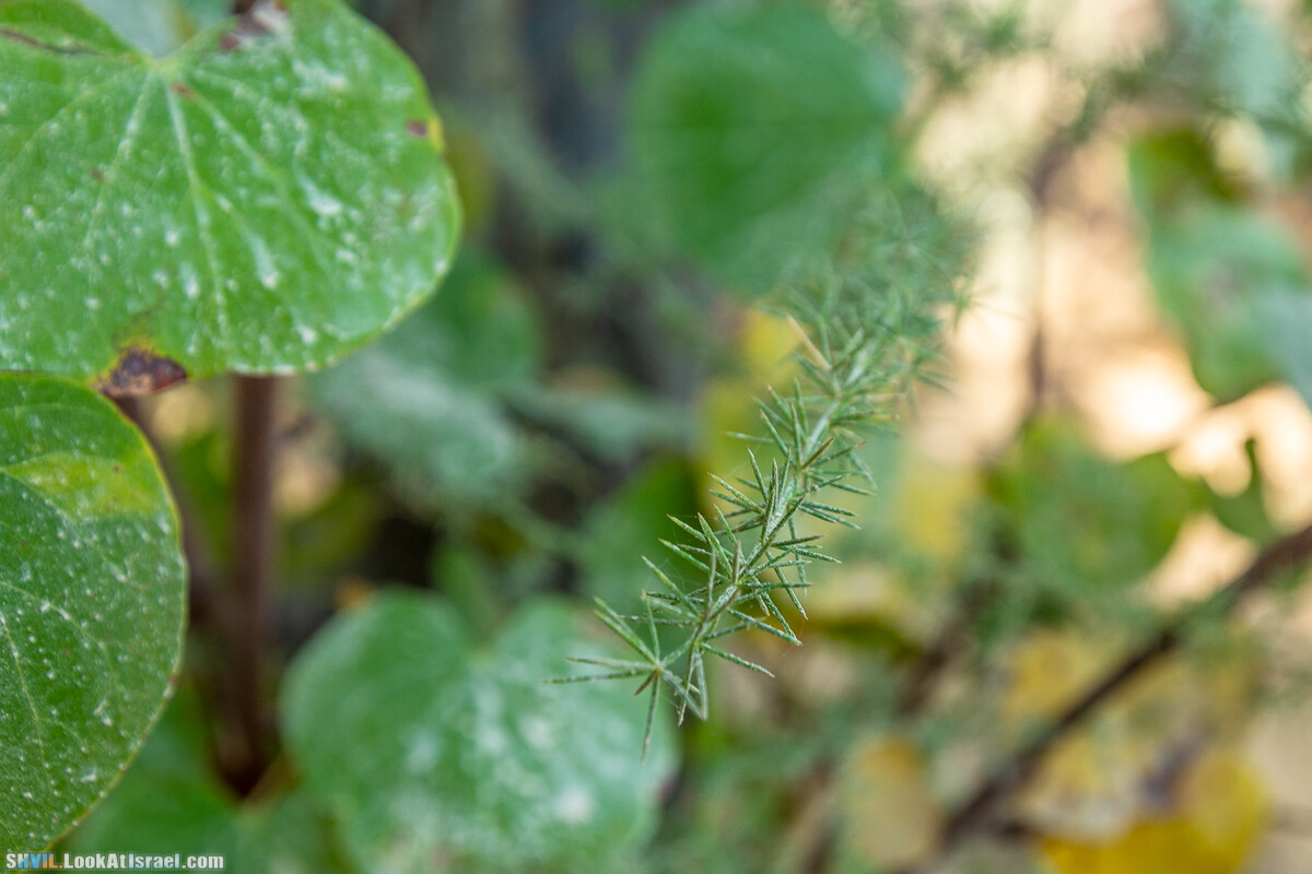 Израильская тропа, участок 2-1 Кфар Гилади - Накикей Ифтах| Israel National Trail | שביל ישראל, קטע 2-1 כפר גלעדי - נקיקי יפתח | shvil.LookAtIsrael.com - Фото путешествия по Израилю