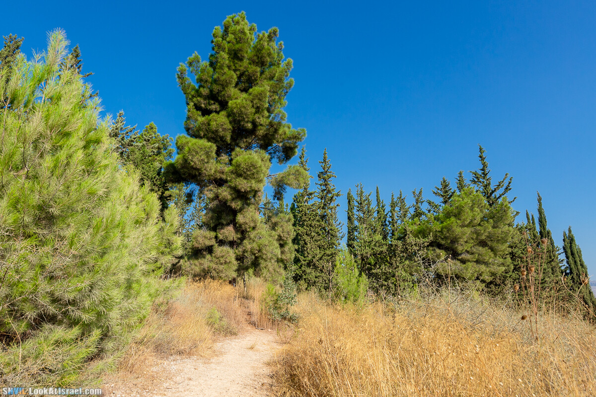 Израильская тропа, участок 2-1 Кфар Гилади - Накикей Ифтах| Israel National Trail | שביל ישראל, קטע 2-1 כפר גלעדי - נקיקי יפתח | shvil.LookAtIsrael.com - Фото путешествия по Израилю