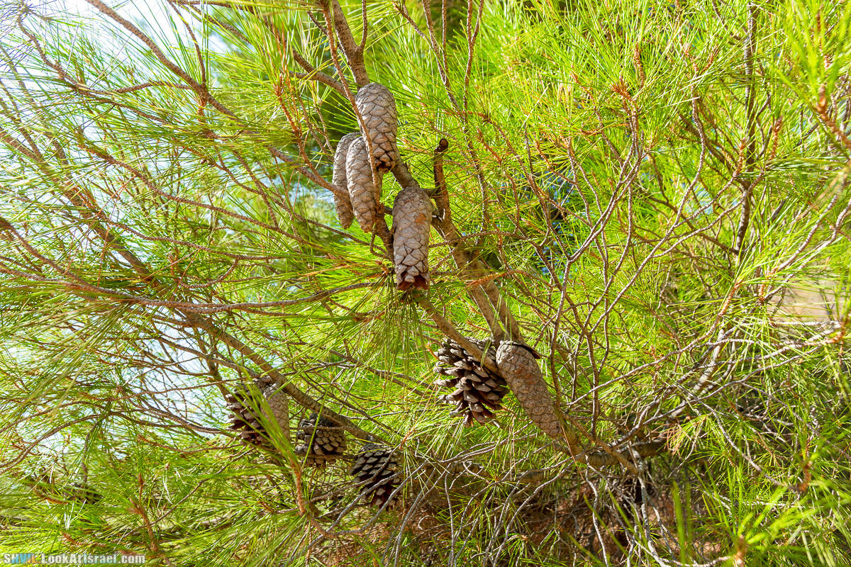 Израильская тропа, участок 2-1 Кфар Гилади - Накикей Ифтах| Israel National Trail | שביל ישראל, קטע 2-1 כפר גלעדי - נקיקי יפתח | shvil.LookAtIsrael.com - Фото путешествия по Израилю