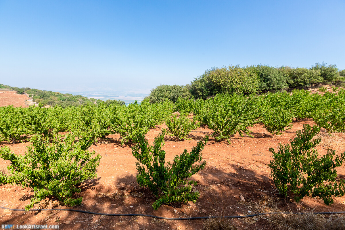 Израильская тропа, участок 2-1 Кфар Гилади - Накикей Ифтах| Israel National Trail | שביל ישראל, קטע 2-1 כפר גלעדי - נקיקי יפתח | shvil.LookAtIsrael.com - Фото путешествия по Израилю