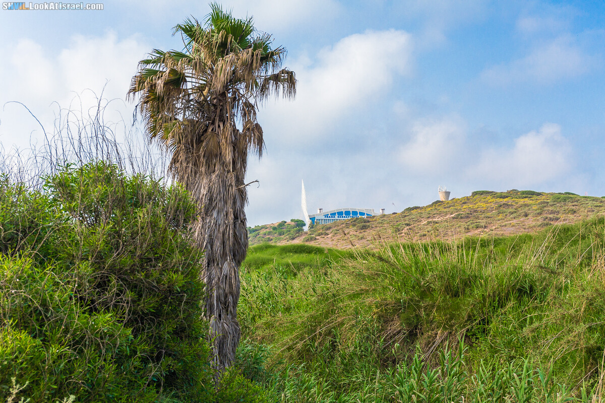 Израильская тропа, участок 15-1 Натания (Полег) - Арсуф Аполония| Israel National Trail | שביל ישראל, קטע 15- נתניה ארסוף אפולוניה | shvil.LookAtIsrael.com - Фото путешествия по Израилю
