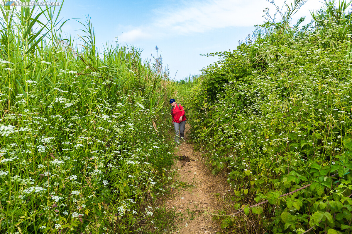 Израильская тропа, участок 15-1 Натания (Полег) - Арсуф Аполония| Israel National Trail | שביל ישראל, קטע 15- נתניה ארסוף אפולוניה | shvil.LookAtIsrael.com - Фото путешествия по Израилю