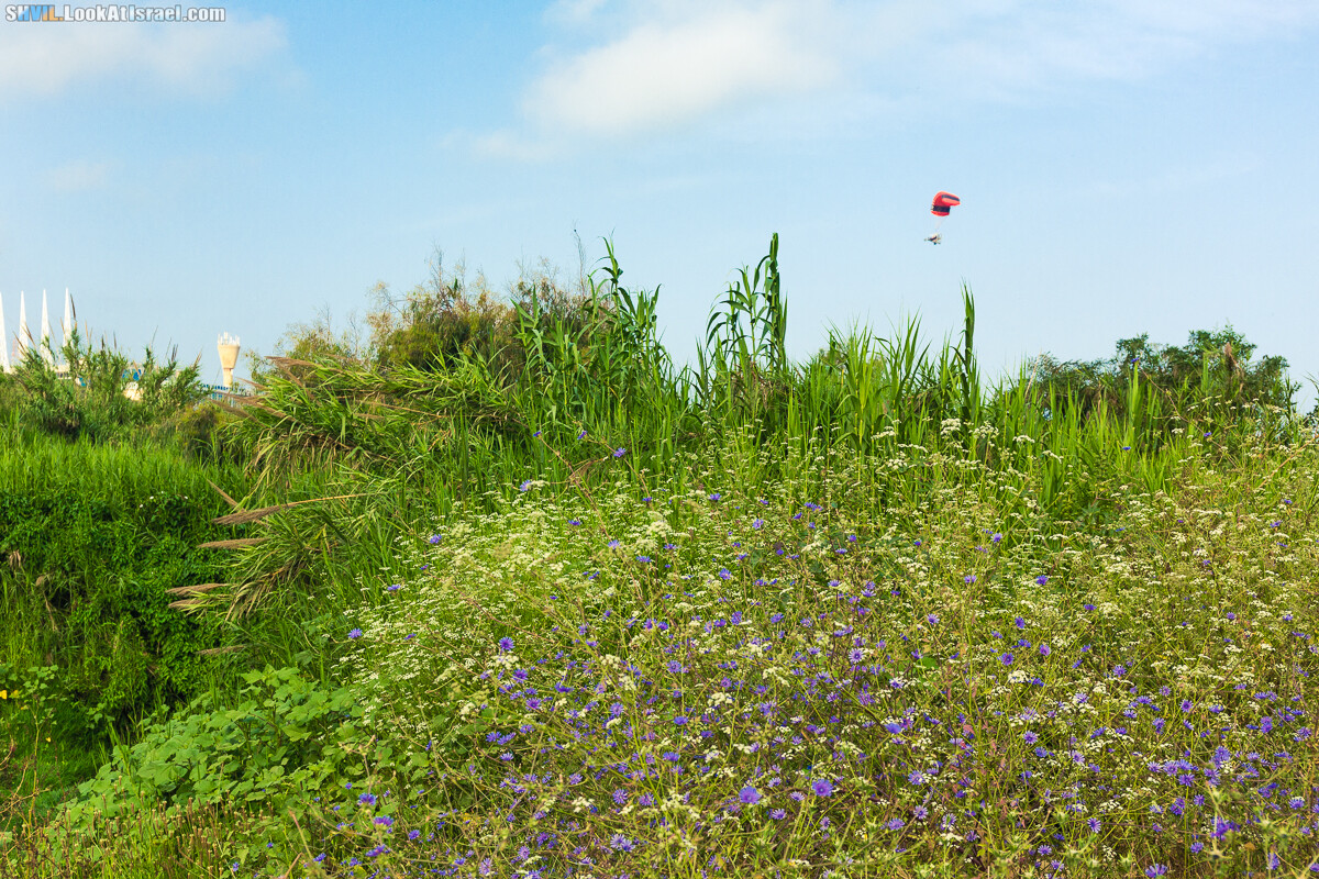Израильская тропа, участок 15-1 Натания (Полег) - Арсуф Аполония| Israel National Trail | שביל ישראל, קטע 15- נתניה ארסוף אפולוניה | shvil.LookAtIsrael.com - Фото путешествия по Израилю