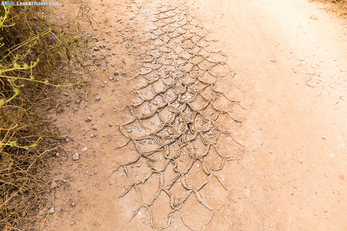 Израильская тропа, участок 15-1 Натания (Полег) - Арсуф Аполония| Israel National Trail | שביל ישראל, קטע 15- נתניה ארסוף אפולוניה | shvil.LookAtIsrael.com - Фото путешествия по Израилю