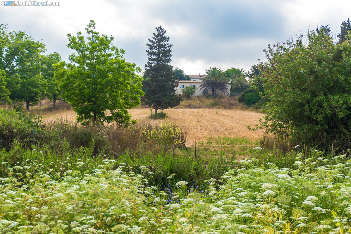 Израильская тропа, участок 15-1 Натания (Полег) - Арсуф Аполония| Israel National Trail | שביל ישראל, קטע 15- נתניה ארסוף אפולוניה | shvil.LookAtIsrael.com - Фото путешествия по Израилю