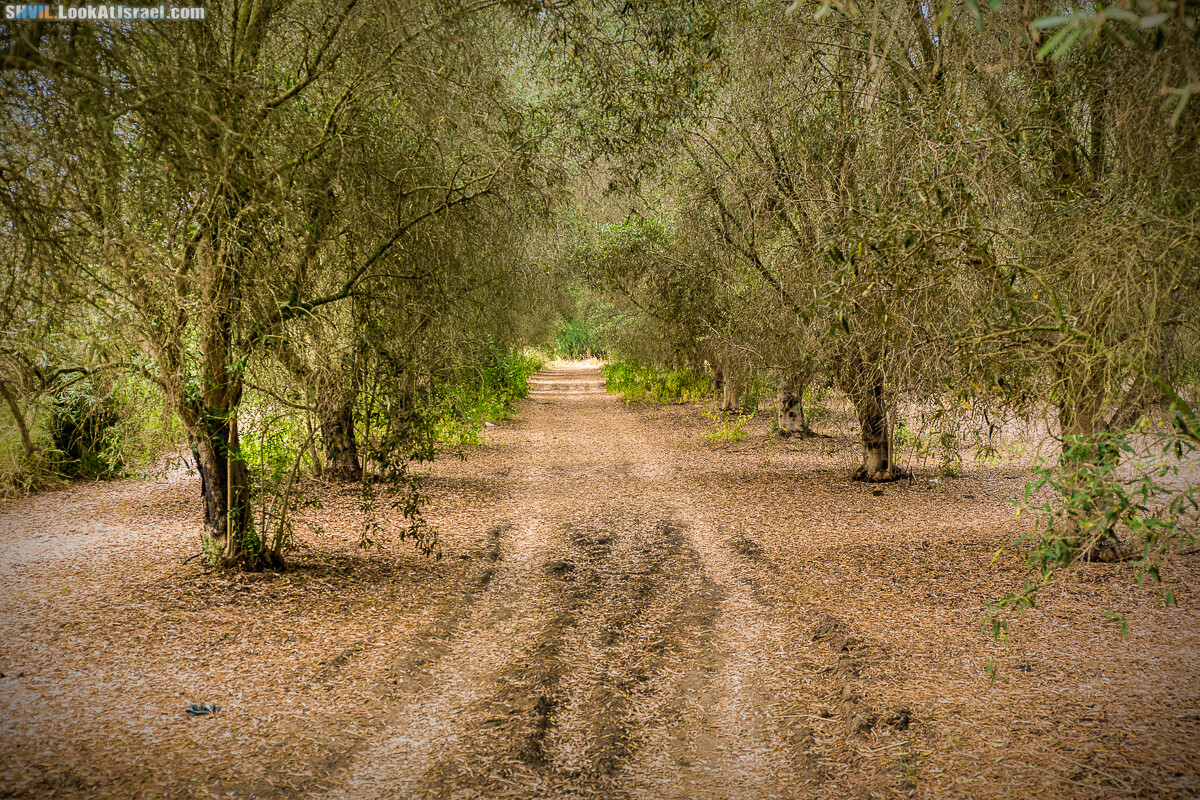 Израильская тропа, участок 15-1 Натания (Полег) - Арсуф Аполония| Israel National Trail | שביל ישראל, קטע 15- נתניה ארסוף אפולוניה | shvil.LookAtIsrael.com - Фото путешествия по Израилю