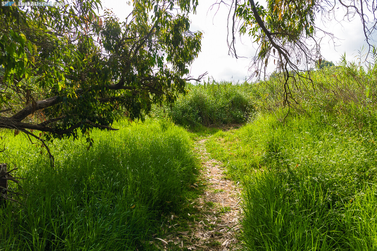 Израильская тропа, участок 15-1 Натания (Полег) - Арсуф Аполония| Israel National Trail | שביל ישראל, קטע 15- נתניה ארסוף אפולוניה | shvil.LookAtIsrael.com - Фото путешествия по Израилю