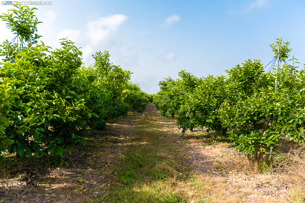 Израильская тропа, участок 15-1 Натания (Полег) - Арсуф Аполония| Israel National Trail | שביל ישראל, קטע 15- נתניה ארסוף אפולוניה | shvil.LookAtIsrael.com - Фото путешествия по Израилю