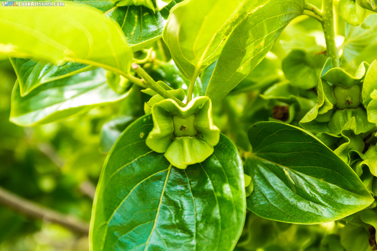Израильская тропа, участок 15-1 Натания (Полег) - Арсуф Аполония| Israel National Trail | שביל ישראל, קטע 15- נתניה ארסוף אפולוניה | shvil.LookAtIsrael.com - Фото путешествия по Израилю