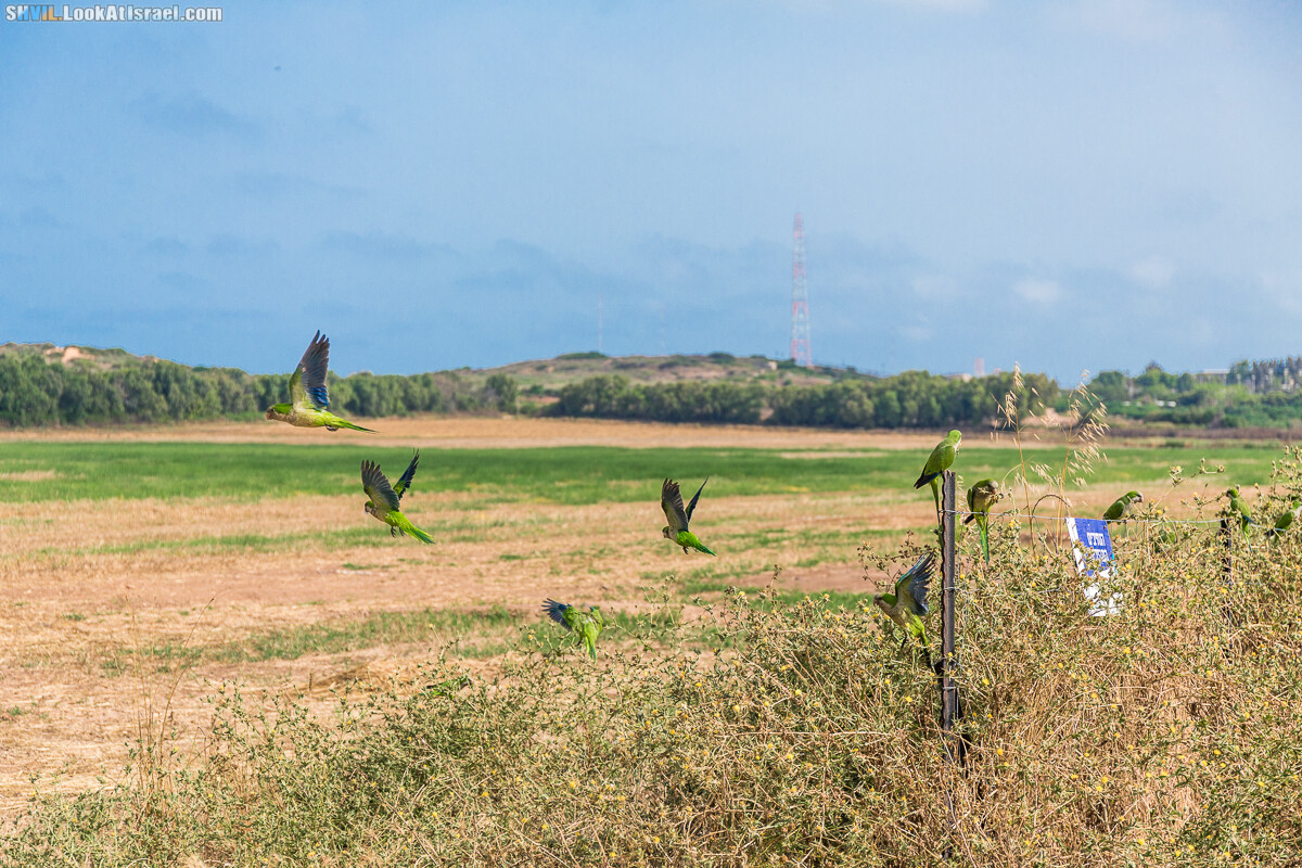Израильская тропа, участок 15-1 Натания (Полег) - Арсуф Аполония| Israel National Trail | שביל ישראל, קטע 15- נתניה ארסוף אפולוניה | shvil.LookAtIsrael.com - Фото путешествия по Израилю