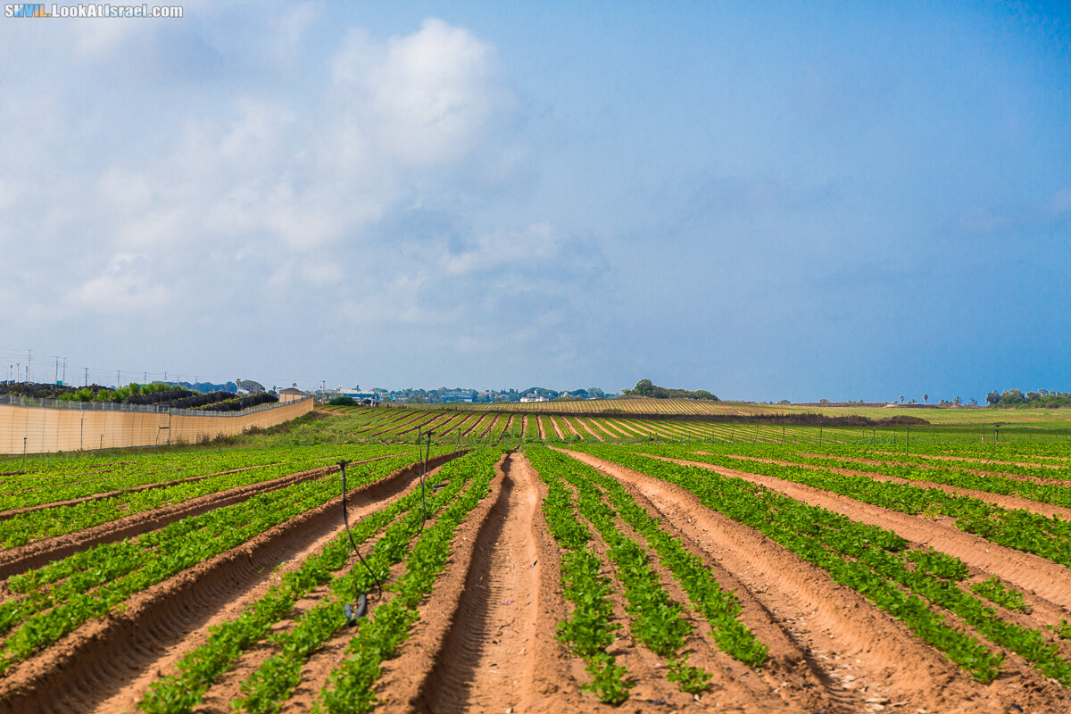 Израильская тропа, участок 15-1 Натания (Полег) - Арсуф Аполония| Israel National Trail | שביל ישראל, קטע 15- נתניה ארסוף אפולוניה | shvil.LookAtIsrael.com - Фото путешествия по Израилю