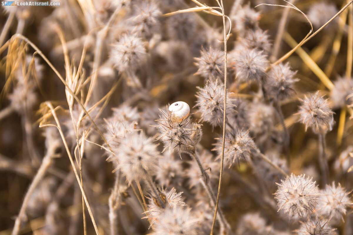 Израильская тропа, участок 15-1 Натания (Полег) - Арсуф Аполония| Israel National Trail | שביל ישראל, קטע 15- נתניה ארסוף אפולוניה | shvil.LookAtIsrael.com - Фото путешествия по Израилю