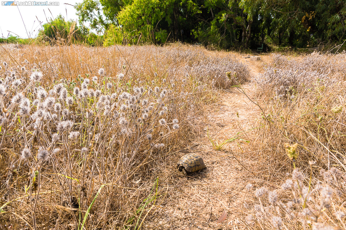 Израильская тропа, участок 15-1 Натания (Полег) - Арсуф Аполония| Israel National Trail | שביל ישראל, קטע 15- נתניה ארסוף אפולוניה | shvil.LookAtIsrael.com - Фото путешествия по Израилю
