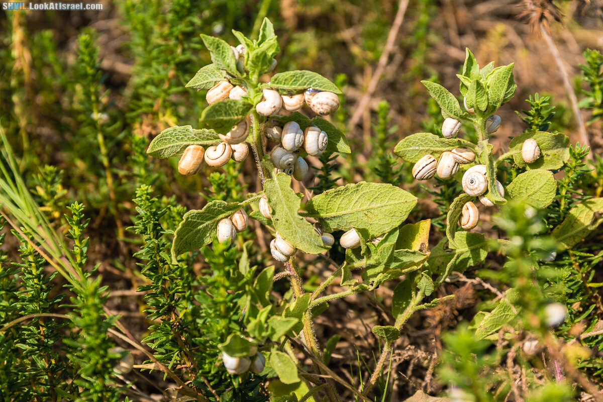 Израильская тропа, участок 15-1 Натания (Полег) - Арсуф Аполония| Israel National Trail | שביל ישראל, קטע 15- נתניה ארסוף אפולוניה | shvil.LookAtIsrael.com - Фото путешествия по Израилю