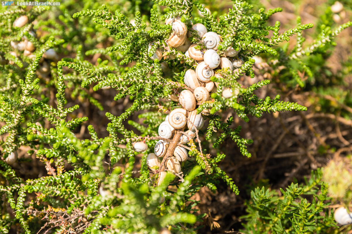 Израильская тропа, участок 15-1 Натания (Полег) - Арсуф Аполония| Israel National Trail | שביל ישראל, קטע 15- נתניה ארסוף אפולוניה | shvil.LookAtIsrael.com - Фото путешествия по Израилю
