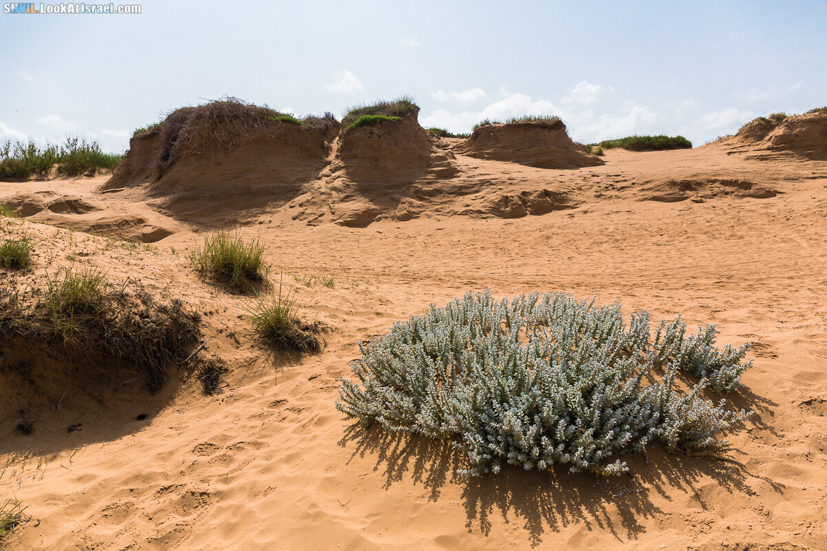 Израильская тропа, участок 15-1 Натания (Полег) - Арсуф Аполония| Israel National Trail | שביל ישראל, קטע 15- נתניה ארסוף אפולוניה | shvil.LookAtIsrael.com - Фото путешествия по Израилю