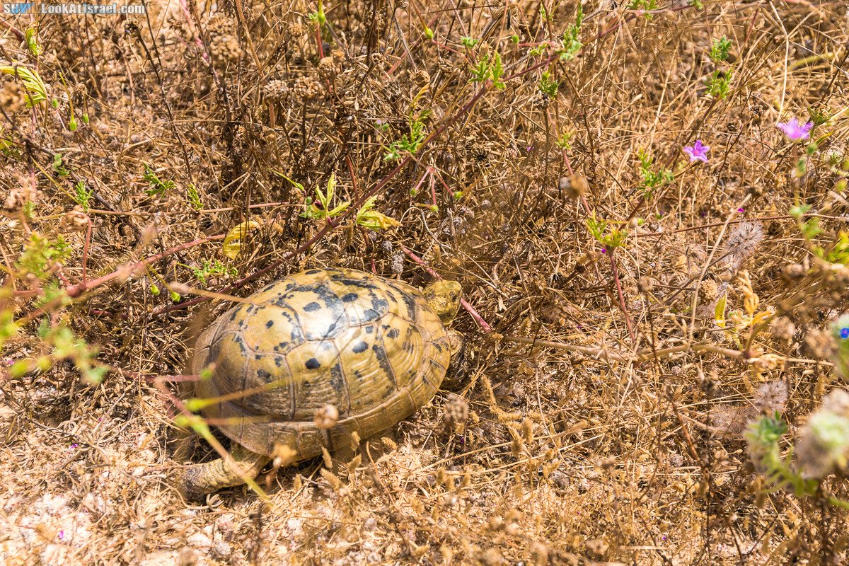 Израильская тропа, участок 15-1 Натания (Полег) - Арсуф Аполония| Israel National Trail | שביל ישראל, קטע 15- נתניה ארסוף אפולוניה | shvil.LookAtIsrael.com - Фото путешествия по Израилю