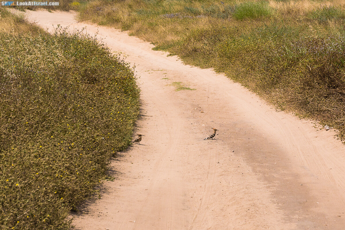 Израильская тропа, участок 15-1 Натания (Полег) - Арсуф Аполония| Israel National Trail | שביל ישראל, קטע 15- נתניה ארסוף אפולוניה | shvil.LookAtIsrael.com - Фото путешествия по Израилю