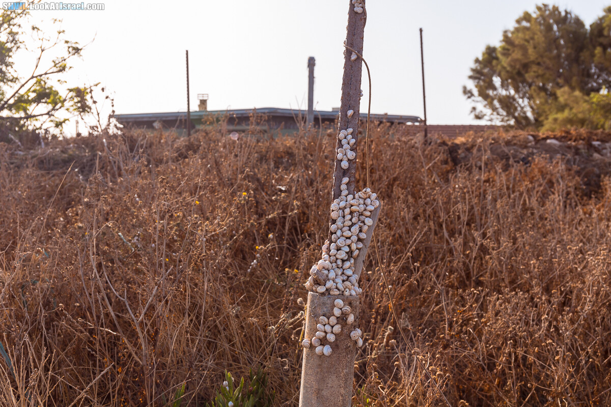 Израильская тропа, участок 15-2 Апполония (Арсуф) - Порт Тель-Авива | Israel National Trail | שביל ישראל, קטע 15-2 ארסוף נמל תל אביב | shvil.LookAtIsrael.com - Фото путешествия по Израилю