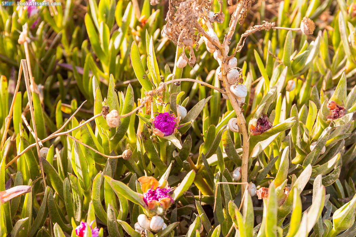 Израильская тропа, участок 15-2 Апполония (Арсуф) - Порт Тель-Авива | Israel National Trail | שביל ישראל, קטע 15-2 ארסוף נמל תל אביב | shvil.LookAtIsrael.com - Фото путешествия по Израилю