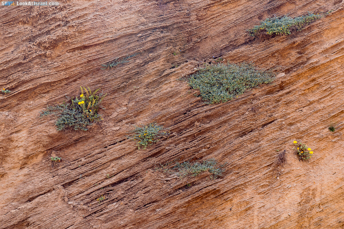 Израильская тропа, участок 15-2 Апполония (Арсуф) - Порт Тель-Авива | Israel National Trail | שביל ישראל, קטע 15-2 ארסוף נמל תל אביב | shvil.LookAtIsrael.com - Фото путешествия по Израилю