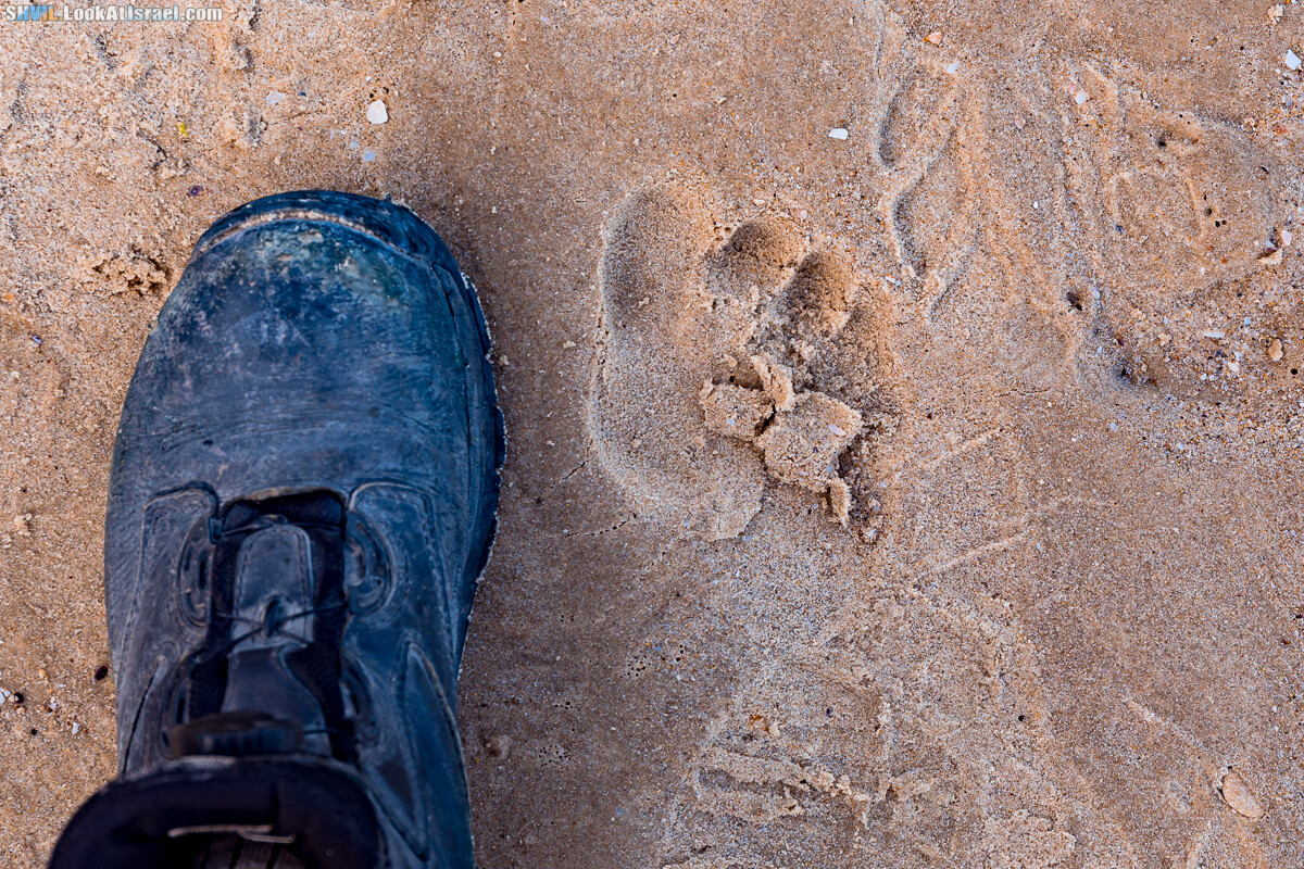 Израильская тропа, участок 15-2 Апполония (Арсуф) - Порт Тель-Авива | Israel National Trail | שביל ישראל, קטע 15-2 ארסוף נמל תל אביב | shvil.LookAtIsrael.com - Фото путешествия по Израилю