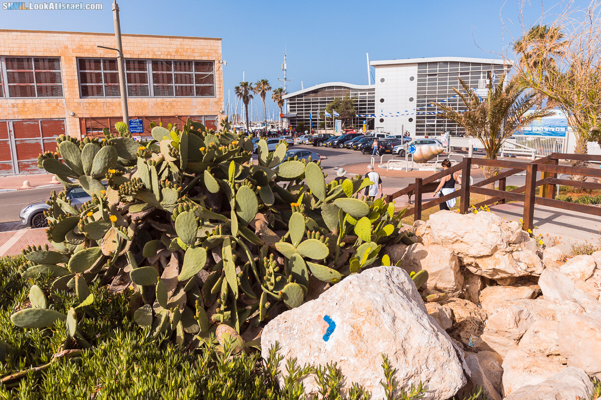 Израильская тропа, участок 15-2 Апполония (Арсуф) - Порт Тель-Авива | Israel National Trail | שביל ישראל, קטע 15-2 ארסוף נמל תל אביב | shvil.LookAtIsrael.com - Фото путешествия по Израилю