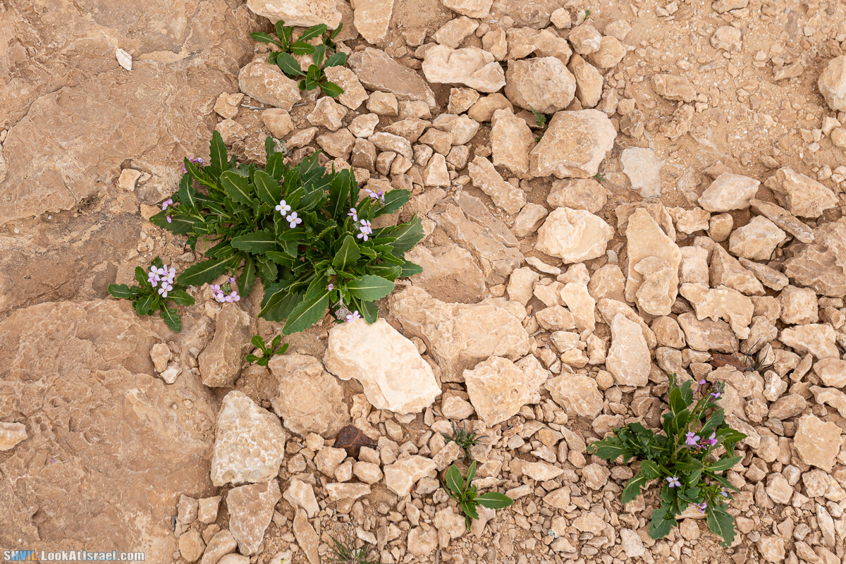 Израильская тропа, участок 32 Гора Карболет | Israel National Trail 32 Mt Karbolet | שביל ישראל, קטע 32- הר כרבולת | shvil.LookAtIsrael.com - Фото путешествия по Израилю